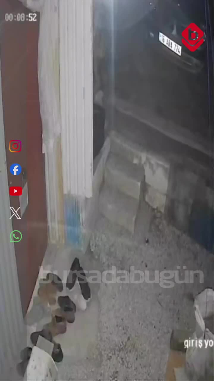 Bursa'da davetsiz misafir! Ayakkabıyı kaptığı gibi kaçtı...