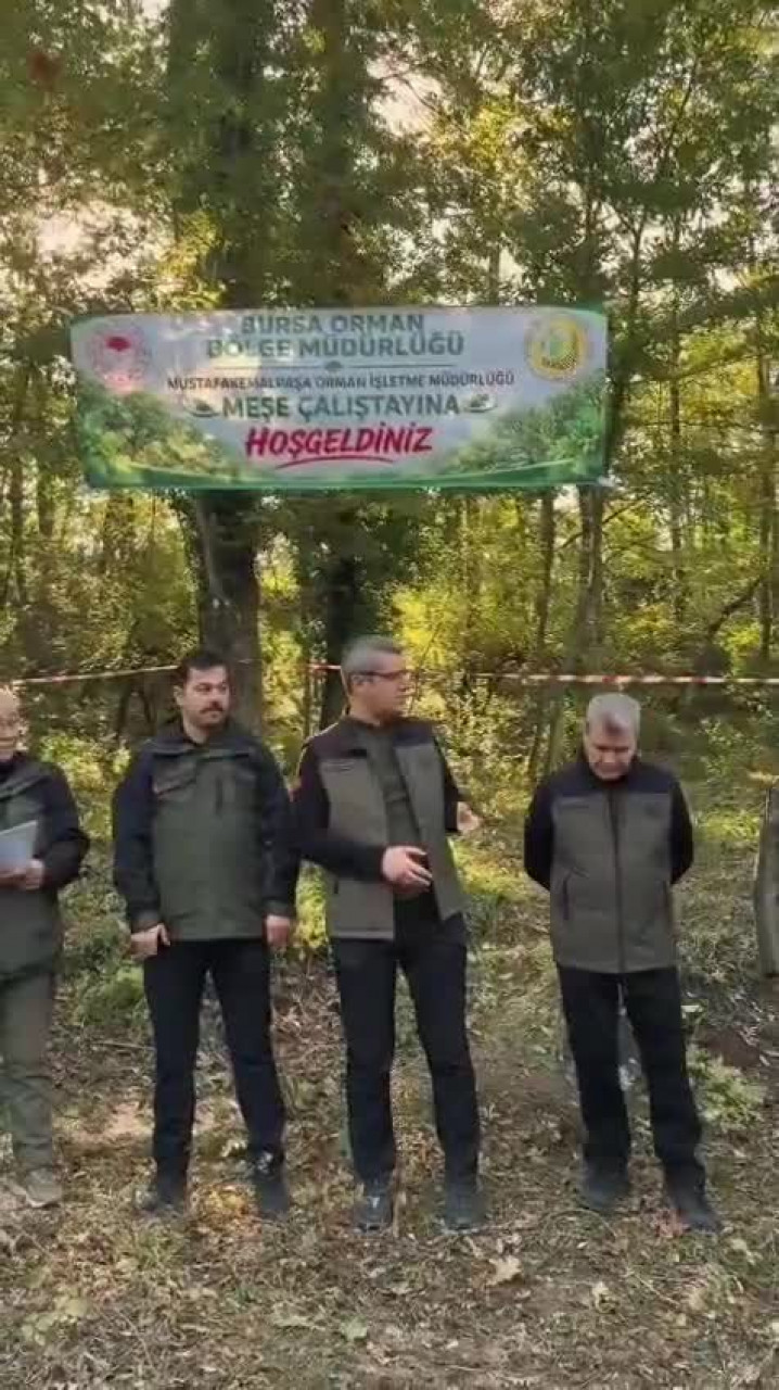 Asırlık meşelerin geleceği Bursa'da şekilleniyor