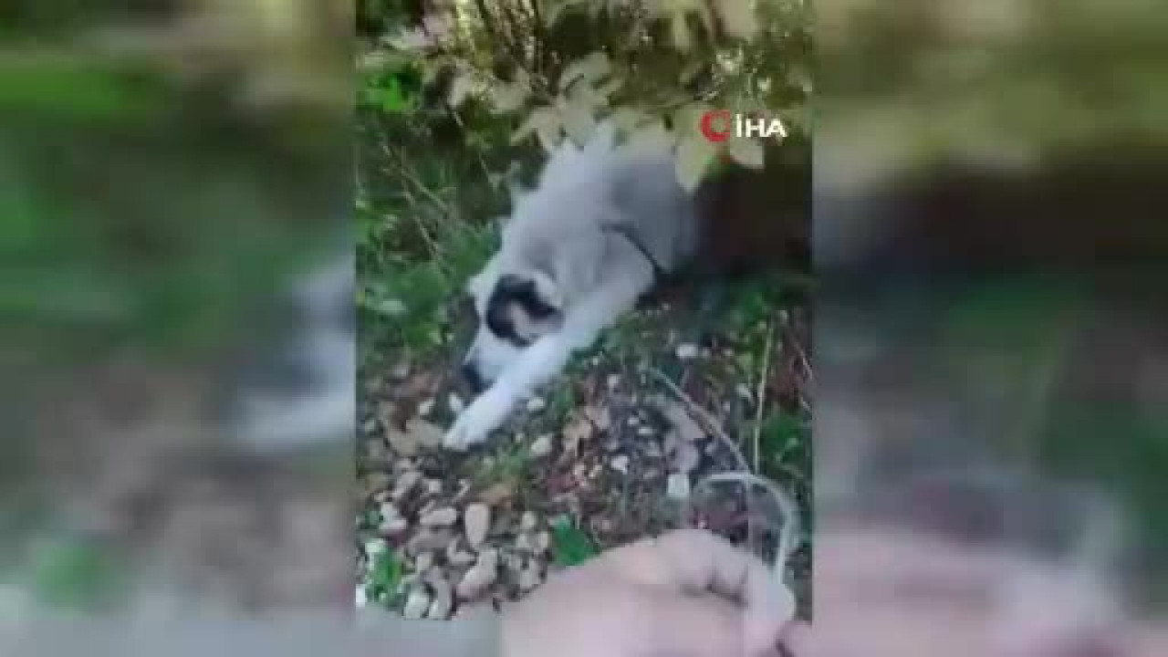 Bursa'da yürek burkan olay! Köpek ölüm tuzağına yakalandı