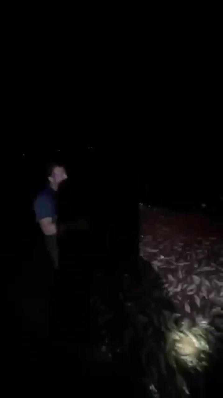 Bursa'da balık bereketi! Ağlar dolup taşıyor...