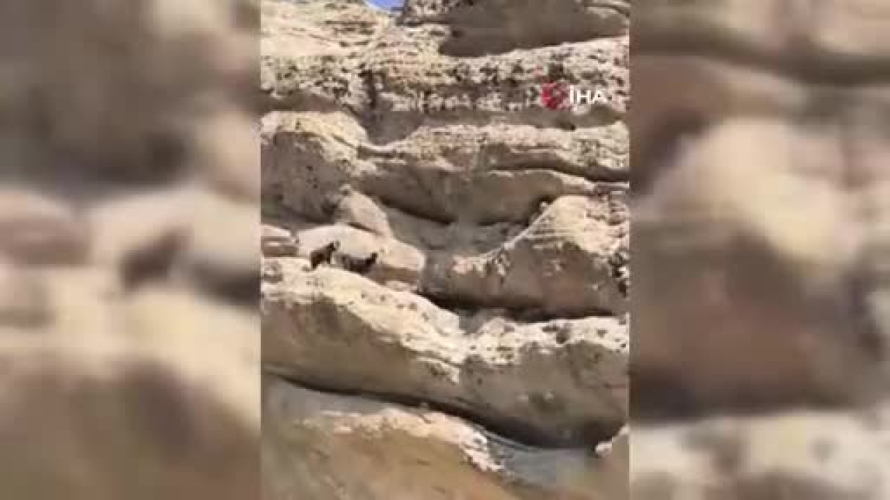 Tunceli'de 70 metre yükseklikte mahsur kalan keçiler için seferber oldular!
