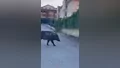 Bursa'da domuzlar merkeze kadar indi!