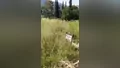 Otlar mezarlığı kapladı! Bursa'da vatandaşla...