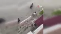 Eve giren yılanı elleriyle yakaladı! O anlar...
