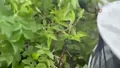 Görenler şaşkına döndü! Binlerce arı çalılığ...