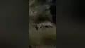 Bursa'da mangal alanında sürpriz misafir: Ti...