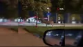 Bursa'da ilginç görüntü! Eşeğini ağaca bağla...