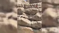 Tunceli'de 70 metre yükseklikte mahsur kalan...