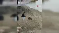 Bursa'da sahile inen yaban domuzu şaşkına çe...