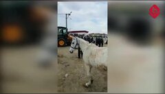 Bursa'da ahırları 3'üncü defa yıkılan Doğan Göçük: Atlar soğuktan ölecek
