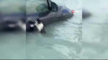 Selde mahsur kalan kedi, araç kapısına tutunup yardım bekledi