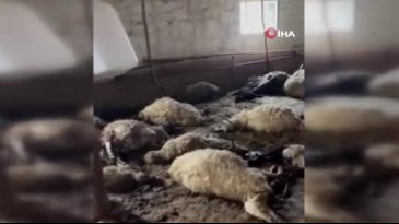 Van'da ahırda havasız kalan koyunlar telef oldu