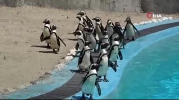 Bursa Hayvanat Bahçesi'nde penguen ailesine 2 yeni üye