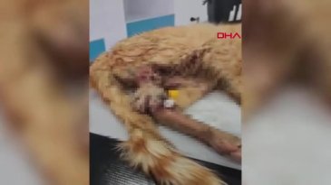 Kayseri'de 3 ayağı kesilmiş halde bulunan sokak kedisi kurtarılamadı