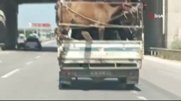 Bursa'da kamyonetin kasasına yüklediği 5 at ile trafiğe çıktı!