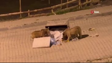 Kars'ta çöp konteynerinde yiyecek arayan boz ayılar kamerada