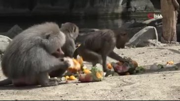 Bursa'da sıcaktan bunalan hayvanlara buzlu meyve keyfi