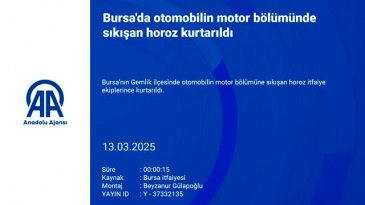 Bursa'da otomobilin motor bölümünde sıkışan horoz kurtarıldı