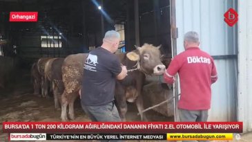 Bursa'da otomobil fiyatına kurbanlık boğa! 1 Ton 200 kilogramlık 'Dev' alıcısını bekliyor