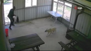 Zavallı köpeğe dehşeti yaşattı