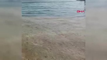 Müsilaj yeniden Marmara'da! Gemlik Körfezi'ni kapladı!