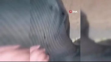 Bu nasıl zalimlik? Dövdü, bıçakladı, videoya çekti