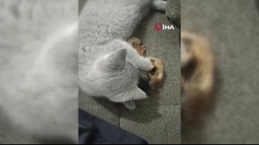 Bursa'da ormanda buldu: Böyle bir şey hiç görmedi! Bırakmak istedi ama...