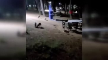Piknikte karşılaştıkları domuz sürüsü panik oluşturdu