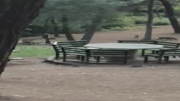 Bursa'da piknik alanında gördüklerine inanamadılar!
