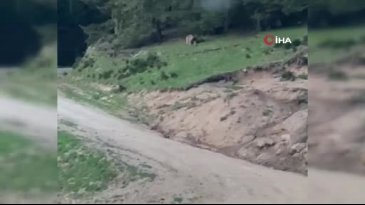 Muhtarın ayı için söyledikleri herkesi güldürdü! "Anam, paşam gel buraya"