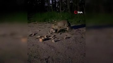Uludağ'da tilkileri besledi, o anları kayda aldı