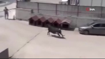 Kaçan kurbanlık panik dolu anlar yaşattı!