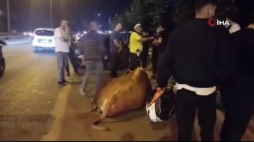 Kamyonetten yola atlayan kurbanlık dananın ayağı kırıldı