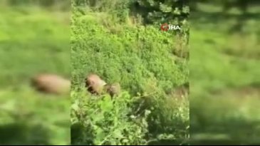 Kurbanlıklar kaçtı, vatandaşlar yakalamaya çalıştı