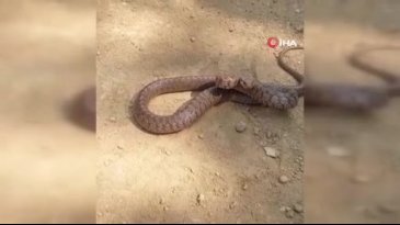 Yılanın kameraya saldırdığı anlar saniye saniye kaydedildi
