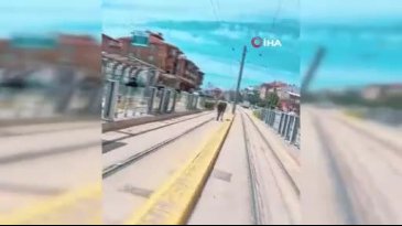 Tramvay durağında at şaşkınlığı! Görenler anlam veremedi...