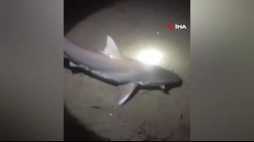 Bir gecede 2 köpek balığı yakaladı! Amatör balıkçının şaşkına döndüğü anlar