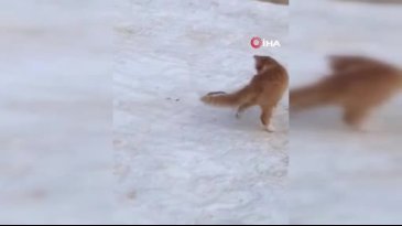 Kedinin yılanla mücadelesi kameraya yansıdı