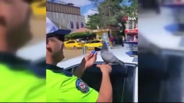 Güvercine su içiren trafik polisi merhametiyle yürekleri ısıttı