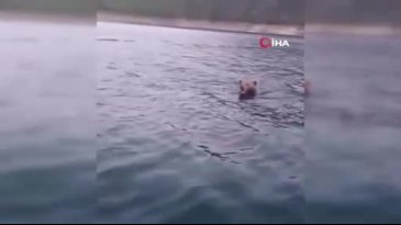 Barajda yüzen ayı görüntülendi