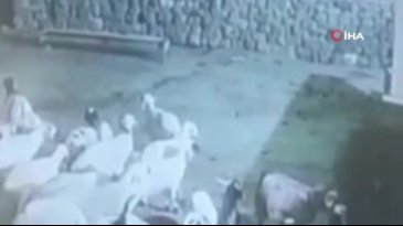 Kurdun kaptığı koyun ölü taklidi yaparak kurtuldu! Şoke eden anlar