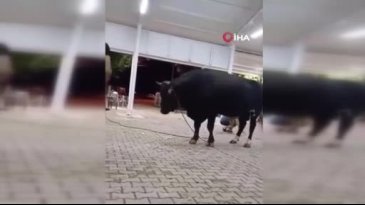 Bu tanıtım hiç iyi olmadı! Kızgın boğa acımadı...