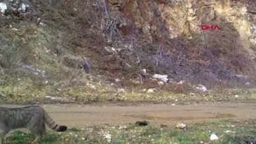 Ev kedilerinin atası Bursa'da görüntülendi!