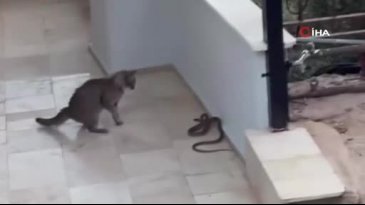 Yılana kafa tutan kedi
