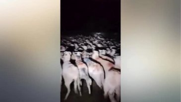 Film değil gerçek! Aniden ortaya çıktı, köpekler çaresiz kaldı...