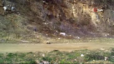 Uludağ'da yaban kedisi fotokapana takıldı