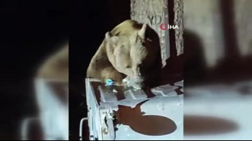 Uludağ'da aç kalan ayı çöplere dadandı