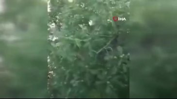 Bursa'da yürekleri ısıtan kurtarma Yavru karga ağaca sıkıştı, çaresizce bekledi