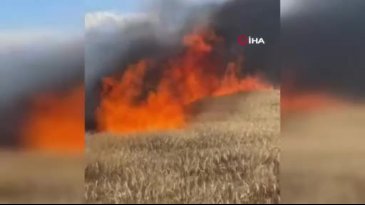 Bursa'da buğday tarlası alev alev yandı