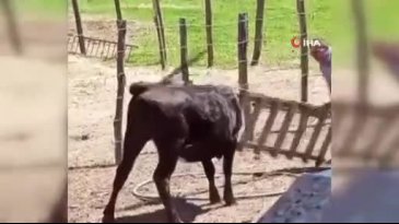 Bursa'da akılalmaz anlar! Başını belaya değil, merdivene soktu!